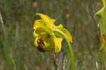 Yellow pitcherplant
